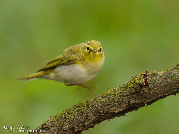Fluiter / Wood Warbler - Tiszagyenda