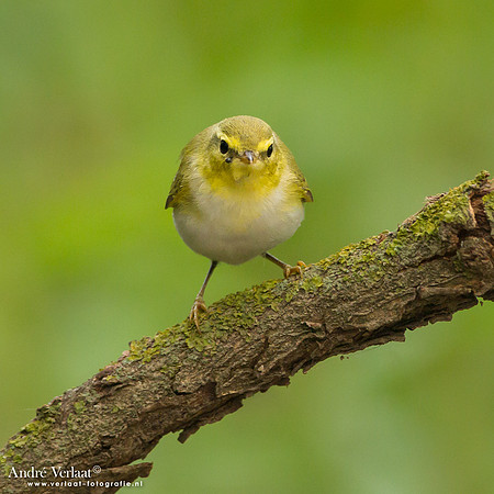 Fluiter / Wood Warbler - Tiszagyenda