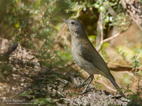 Grijsrugfluiter / Rufous Whistler (F) - Fraser Island