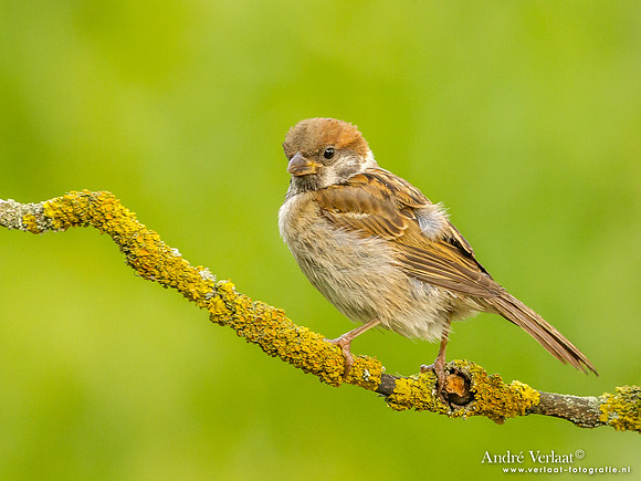 Ringmus / Tree Sparrow - Tiszagyenda