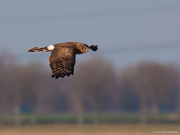 Blauwe Kiekendief / Hen Harrier - Zeewolde