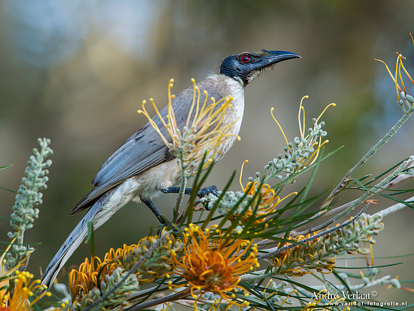 Schreeuwlederkop / Noisy Friarbird - Fraser Island