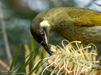 Geeloorhoningeter / Lewin's Honeyeater - Lamington Park