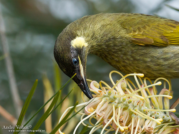 Geeloorhoningeter / Lewin's Honeyeater - Lamington Park