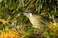 Geeloorhoningeter / Lewin's Honeyeater - Highfields