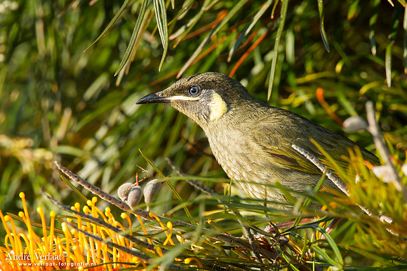 Geeloorhoningeter / Lewin's Honeyeater - Highfields