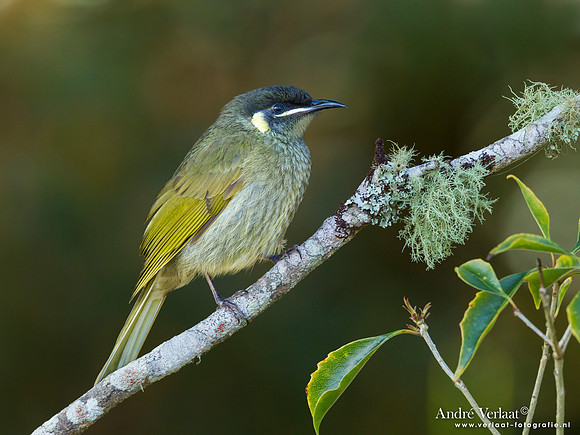 Geeloorhoningeter / Lewin's Honeyeater - Lamington Park