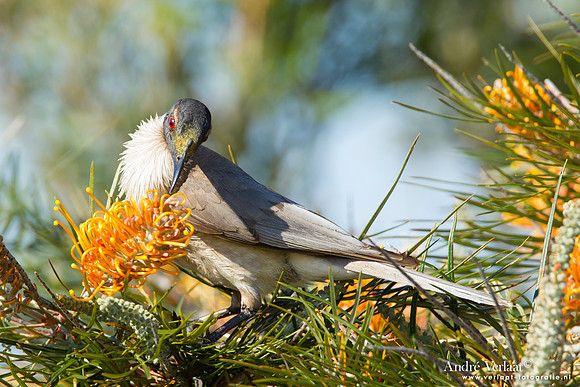 Schreeuwlederkop / Noisy Friarbird - Highfields