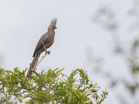 Vale Toerako / Grey Go-away-bird -  South Luangwa NP