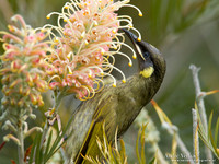 Geeloorhoningeter / Lewin's Honeyeater - Lamington Park