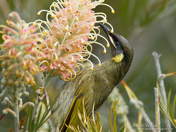 Geeloorhoningeter / Lewin's Honeyeater - Lamington Park