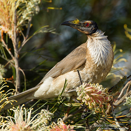 Schreeuwlederkop / Noisy Friarbird - Highfields