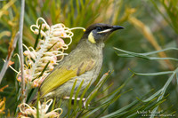 Geeloorhoningeter / Lewin's Honeyeater - Lamington Park