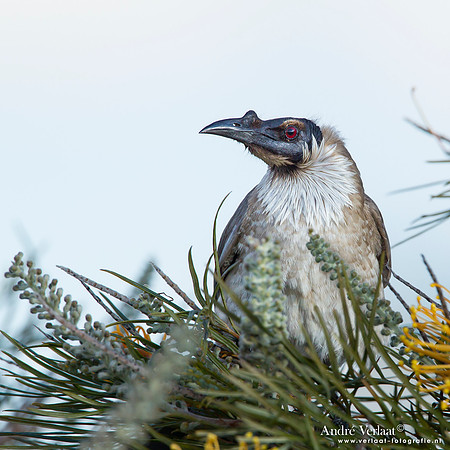 Schreeuwlederkop / Noisy Friarbird - Highfields
