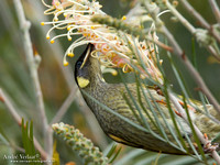 Geeloorhoningeter / Lewin's Honeyeater - Lamington Park
