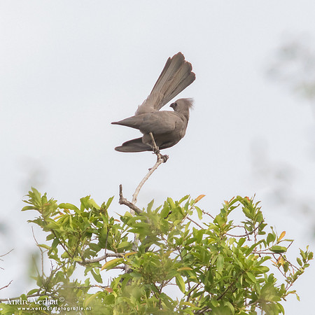 Vale Toerako / Grey Go-away-bird -  South Luangwa NP