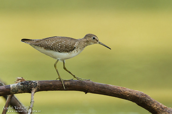 Amerikaanse Bosruiter / Solitary Sandpiper - Bigi Pan