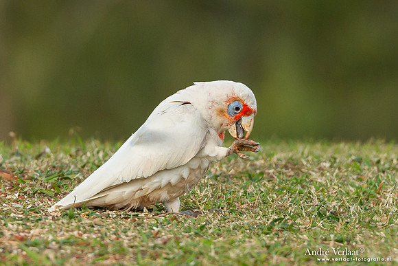 Langsnavelkaketoe / Long-billed Corella - Highfields