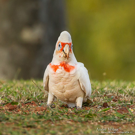 Langsnavelkaketoe / Long-billed Corella - Highfields