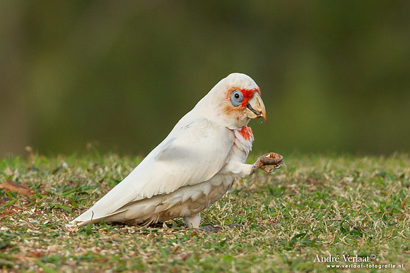 Langsnavelkaketoe / Long-billed Corella - Highfields