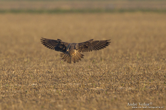 Toendraslechtvalk / Peregrine Falcon - Callantsoog