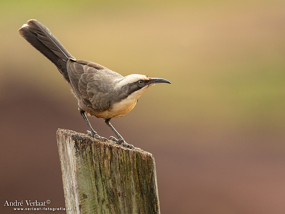 Grijskruinbabbelaar / Grey-crowned Babbler - Highfields