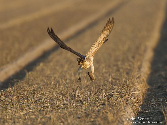 Toendraslechtvalk / Peregrine Falcon - Callantsoog