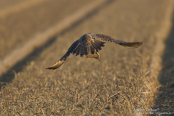 Toendraslechtvalk / Peregrine Falcon - Callantsoog