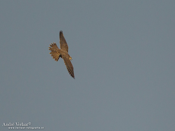 Toendraslechtvalk / Peregrine Falcon - Callantsoog