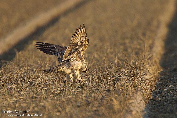 Toendraslechtvalk / Peregrine Falcon - Callantsoog