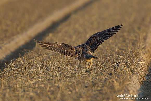 Toendraslechtvalk / Peregrine Falcon - Callantsoog