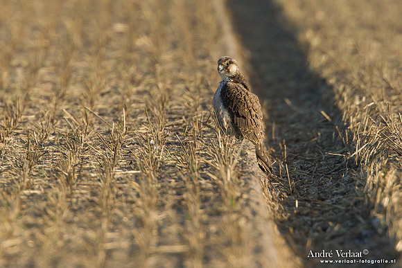 Toendraslechtvalk / Peregrine Falcon - Callantsoog