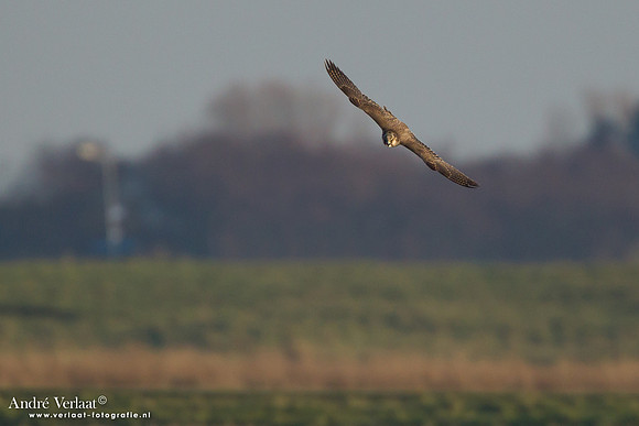 Toendraslechtvalk / Peregrine Falcon - Callantsoog