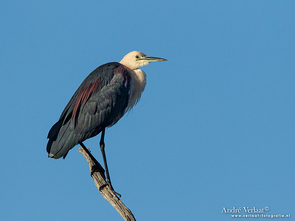 Withalsreiger / White-necked Heron (breeding) - Bowra Sanctuary
