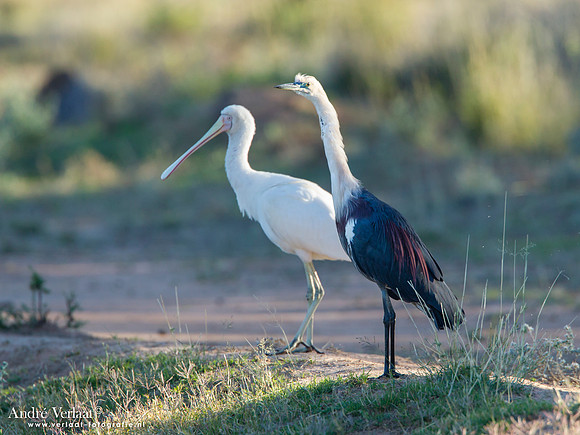 Withalsreiger / White-necked Heron (breeding) - Bowra Sanctuary