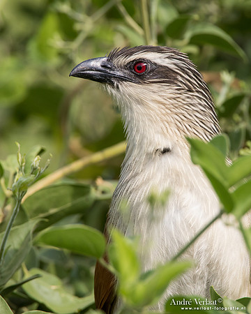 Wenkbrauwspoorkoekoek / White-browed Coucal - South Luangwa NP