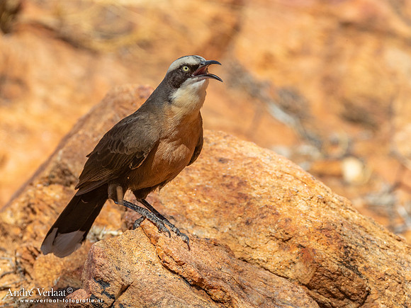 Grijskruinbabbelaar / Grey-crowned Babbler - Alice Springs NT