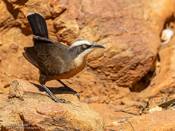 Grijskruinbabbelaar / Grey-crowned Babbler - Alice Springs NT