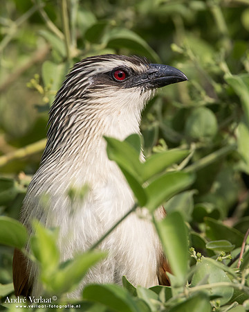 Wenkbrauwspoorkoekoek / White-browed Coucal - South Luangwa NP