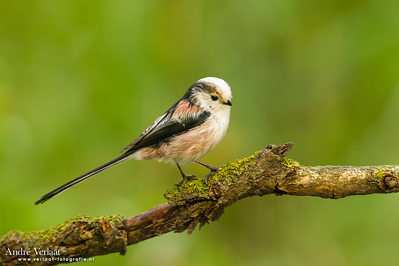 Staartmees / Long-tailed Tit - Tiszagyenda
