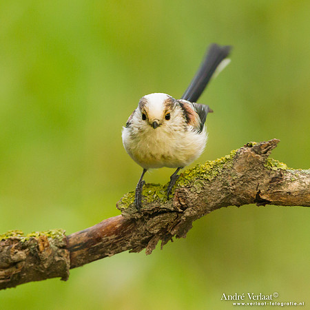 Staartmees / Long-tailed Tit - Tiszagyenda