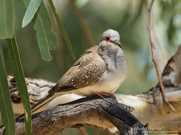 Diamantduif / Diamond Dove - Bowra Sanctuary