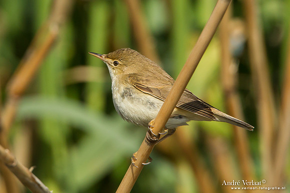 Kleine Karekiet / Eurasian Reed-Warbler - Lesvos