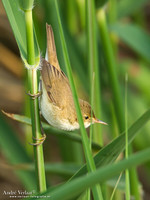 Kleine Karekiet / Eurasian Reed-Warbler - Lesvos