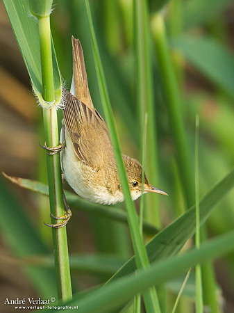 Kleine Karekiet / Eurasian Reed-Warbler - Lesvos