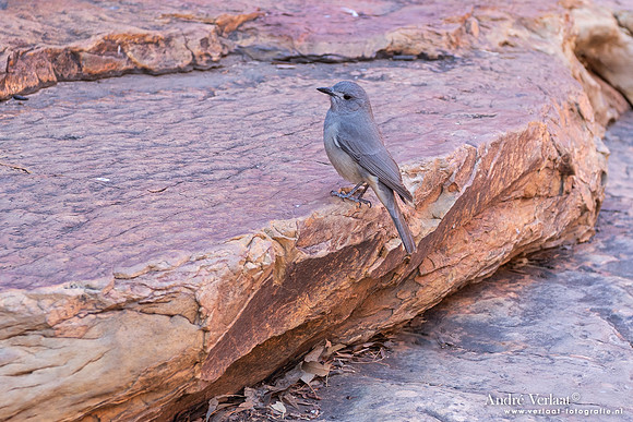 Witstaartvliegenvanger / Jacky Winter - Kings Canyon NT