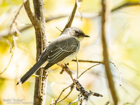 Witstaartvliegenvanger / Jacky Winter - Umbrawarra Gorge Nature Park NT