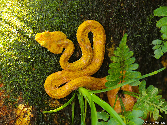Wimpergroef-kopadder / Golden Eyelash Viper - Sarapiquí, Costa Rica