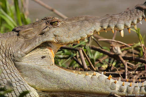 Amerikaanse Krokodil /  American Crocodile - Boca Tapada, Costa Rica
