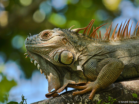 Groene Leguaan / Green Iguana - Sarapiquí, Costa Rica